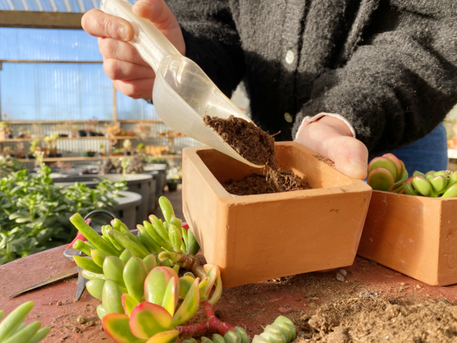 Quel substrat utiliser pour rempoter ses succulentes